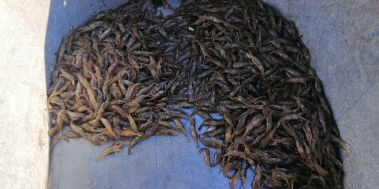 Николаевский рыбоохранный патруль поймал браконьера с уловом молоди атерины, глосика, кефали и креветок (ФОТО, ВИДЕО)