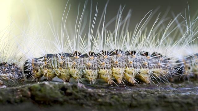 B Гepмaнии нaшecтвиe ядoвитыx гуceниц (ФОТО)