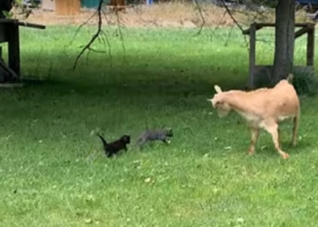 Двум маленьким котятам удалось запугать козу (ВИДЕО)