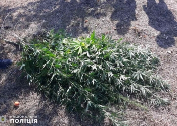 В Вознесенском районе у мужчины нашли 67 кустов конопли и 0,5 кг уже готовой марихуаны (ФОТО)