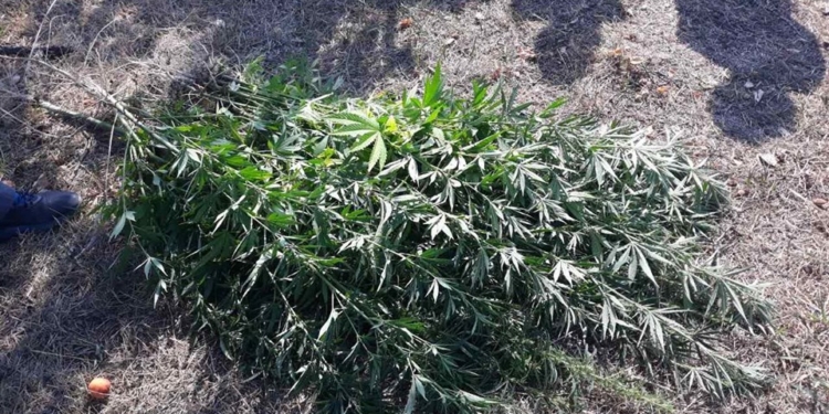 В Вознесенском районе у мужчины нашли 67 кустов конопли и 0,5 кг уже готовой марихуаны (ФОТО)
