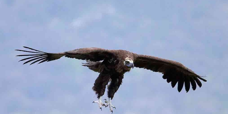 В Болгарии выпустят на волю первого черного грифа, выращенного в чешском зоопарке