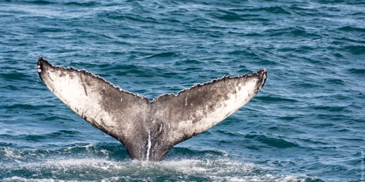 На американском острове отдыхающие спасли десятки гринд, которых выбросило на берег (ВИДЕО)