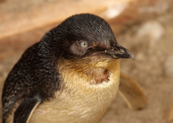 В Новой Зеландии из магазина с суши полиции пришлось дважды выдворять пару пингвинов (ФОТО)