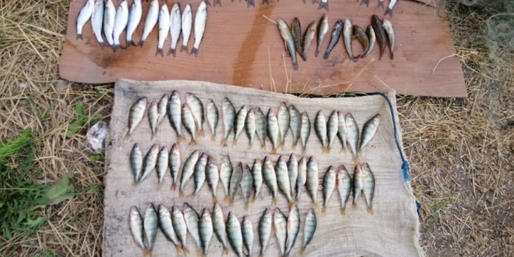 У Очакова браконьер сетями добыл молодь кефали, окуня и бычка (ФОТО)