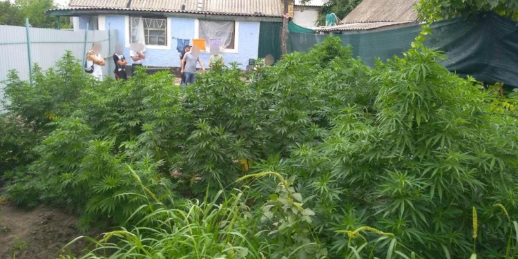 Ох, уж эти сказочники: на Николаевщине один заготовил 2 кг каннабиса «для себя», второй выращивал коноплю для лечения птицы (ФОТО)