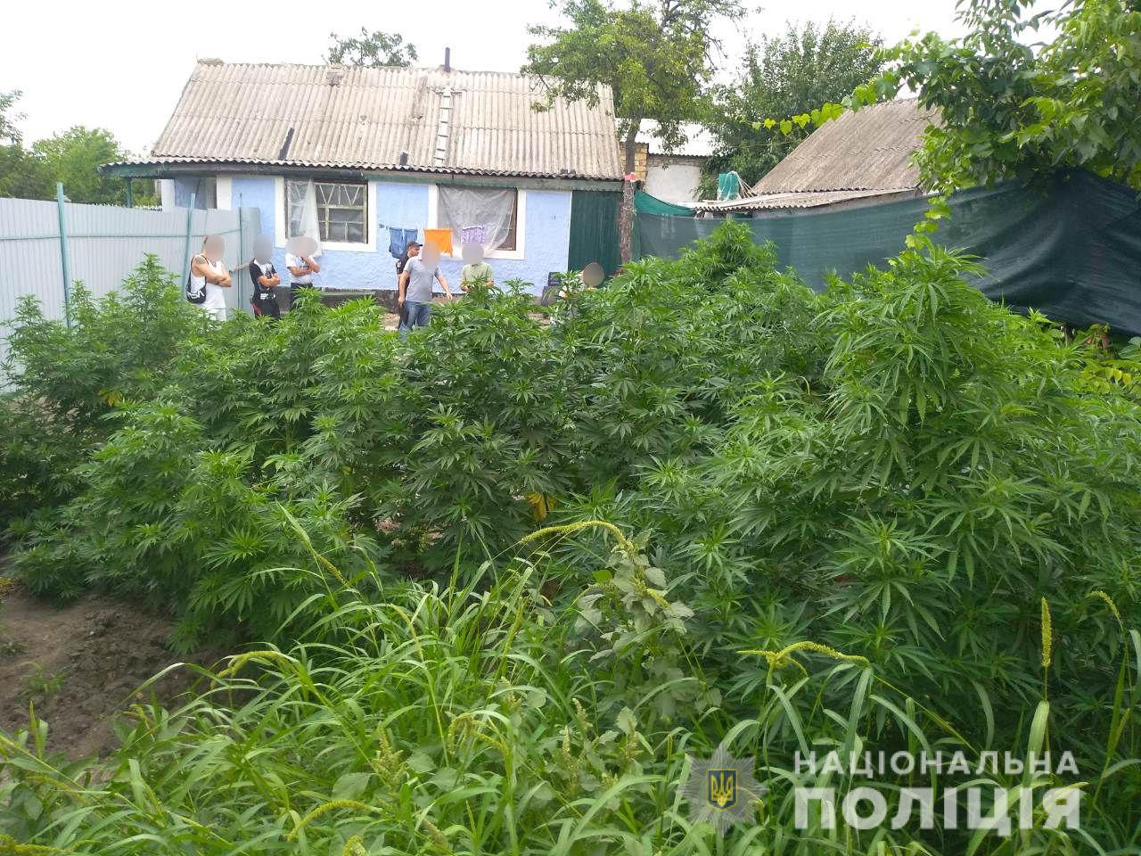 Ох, уж эти сказочники: на Николаевщине один заготовил 2 кг каннабиса «для себя», второй выращивал коноплю для лечения птицы (ФОТО)