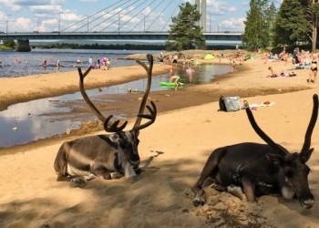 В Финляндии северные олени спасаются от жары на городских пляжах (ФОТО)