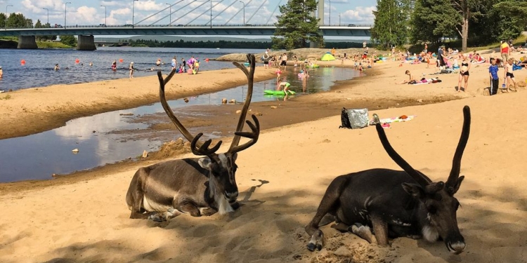 В Финляндии северные олени спасаются от жары на городских пляжах (ФОТО)