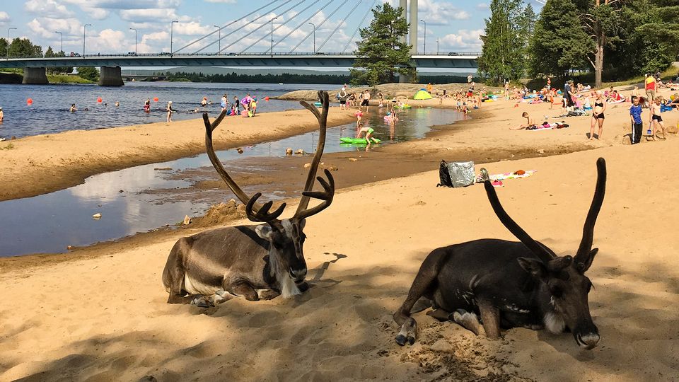 В Финляндии северные олени спасаются от жары на городских пляжах (ФОТО) 1