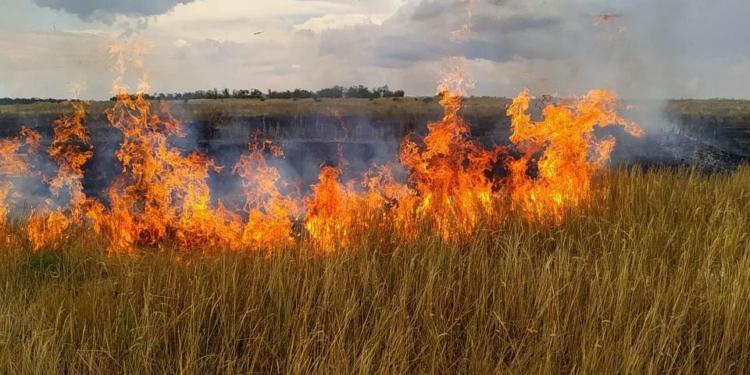 За минувшие сутки на Николаевщине сгорело 19 га открытых территорий (ФОТО)
