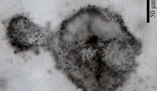 Ученые обнаружили останки необычных “гигантских” микробов