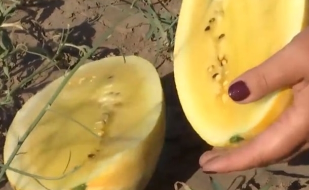 На Херсонщине вырастили арбузы необычного цвета (ВИДЕО)