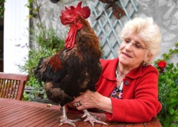 Во Франции пара пенсионеров судится с  петухом из-за его пения