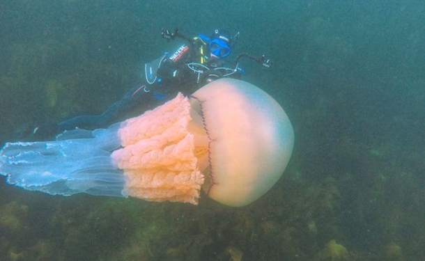 В человеческий рост. В Британских водах обнаружили гигантскую медузу (ВИДЕО)