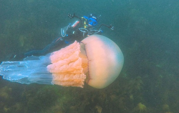 В человеческий рост. В Британских водах обнаружили гигантскую медузу (ВИДЕО) 1