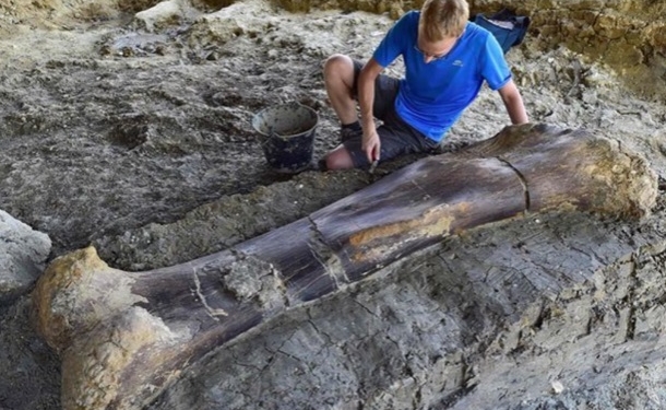 Ученые заявили о найденной кости крупнейшего зверя в истории