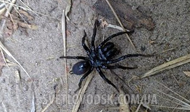 В Украину перебрался ядовитый австралийский паук (ФОТО)
