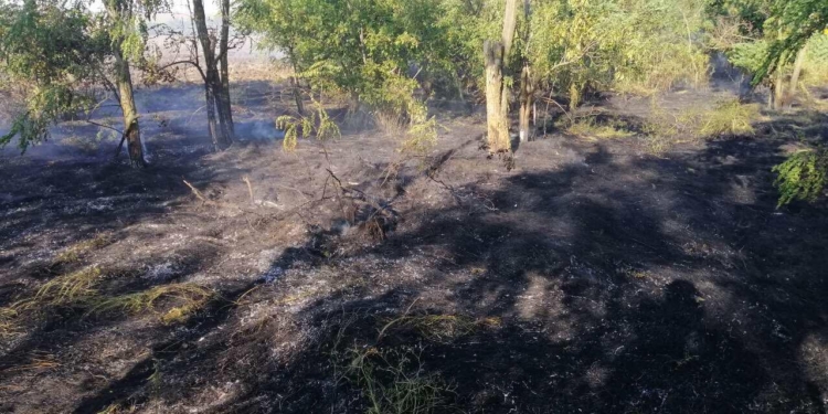 В Балабановском лесу под Николаевом спасателям пришлось тушить три поджога (ФОТО)