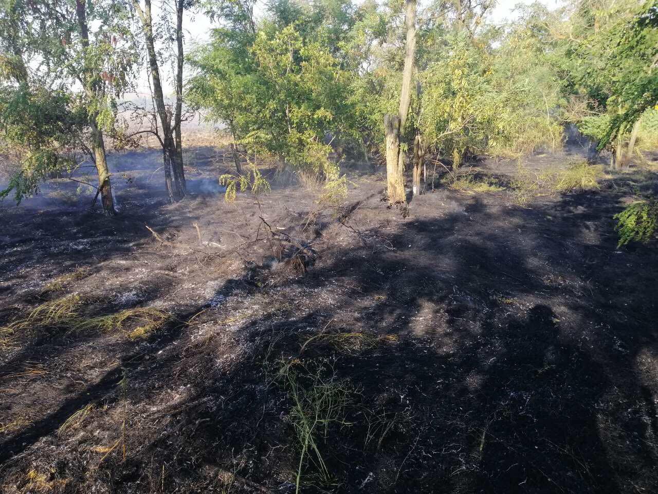 В Балабановском лесу под Николаевом спасателям пришлось тушить три поджога (ФОТО)