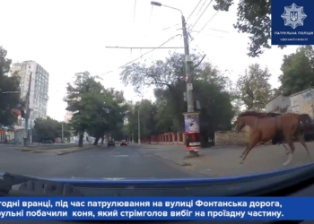 Коня на скаку! В Одессе патрульные поймали сбежавшую с ипподрома лошадь (ВИДЕО)