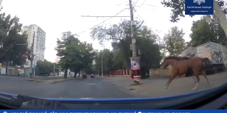 Коня на скаку! В Одессе патрульные поймали сбежавшую с ипподрома лошадь (ВИДЕО)