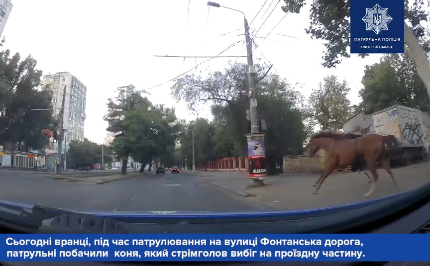 Коня на скаку! В Одессе патрульные поймали сбежавшую с ипподрома лошадь (ВИДЕО) 1