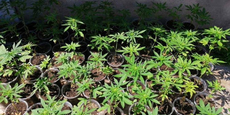 Плантация с капельным поливом – на Николаевщине полицейские изъяли 770 кустов конопли (ФОТО)