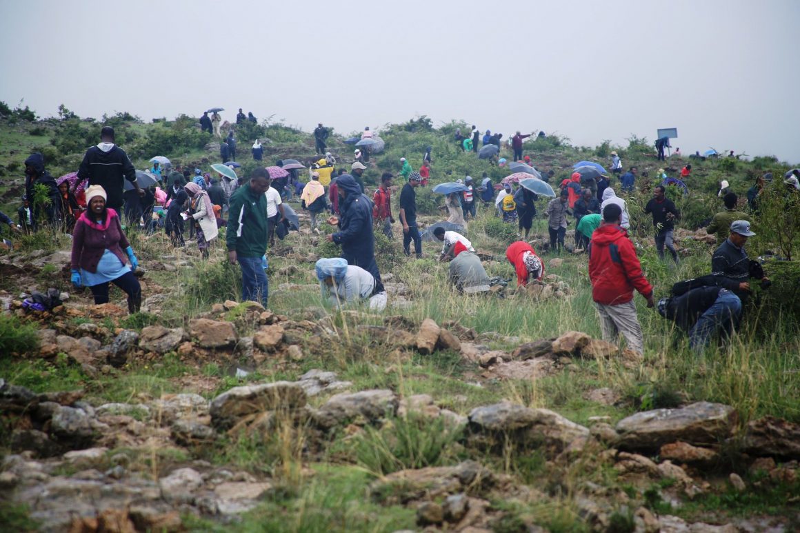 В Эфиопии за 12 часов высадили 350 млн деревьев (ФОТО) 1