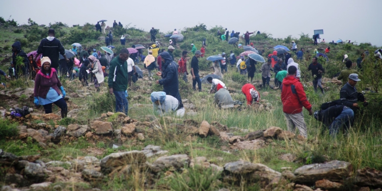 В Эфиопии за 12 часов высадили 350 млн деревьев (ФОТО)