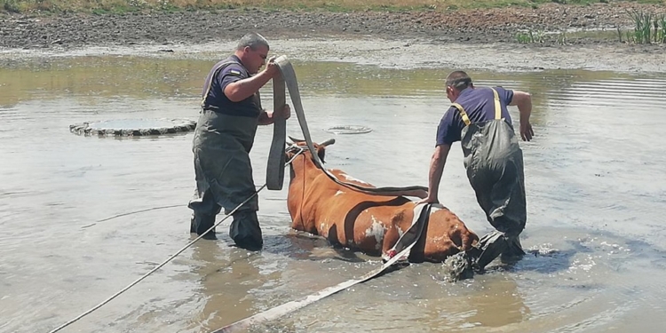 На Николаевщине спасли корову, застрявшую в грязи (ФОТО)