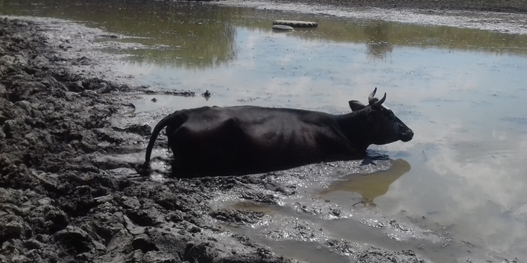 На Николаевщине спасатели спасли корову, по шею застрявшую в грязи  (ФОТО)