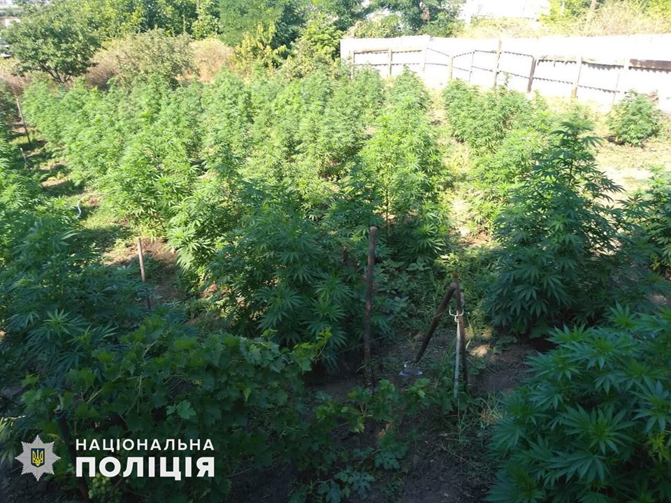 На Николаевщине полция выявила плантацию конопли с лабораторией по производству каннабиса (ФОТО) 7