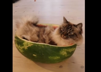Кошка удобно устроилась в половинке арбуза (ВИДЕО)