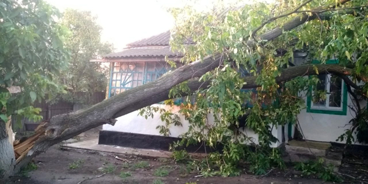 В Николаевской области непогода «отключила» 41 населенный пункт от электроснабжения и повалила 33 дерева (ФОТО)