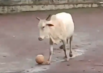 В Индии корова присоединилась к дворовым футболистам, показав уникальную технику владения мячом (ВИДЕО)