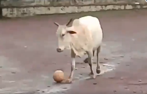 В Индии корова присоединилась к дворовым футболистам, показав уникальную технику владения мячом (ВИДЕО)