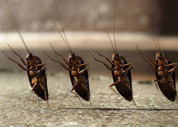 А цыплята их любят. В Голландии за 45 млн евро открыли крупнейшую ферму по разведению личинок мух (ВИДЕО)