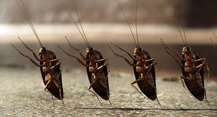 А цыплята их любят. В Голландии за 45 млн евро открыли крупнейшую ферму по разведению личинок мух (ВИДЕО)