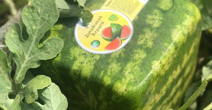 Одесские аграрии вырастили на продажу кубические арбузы (ФОТО)