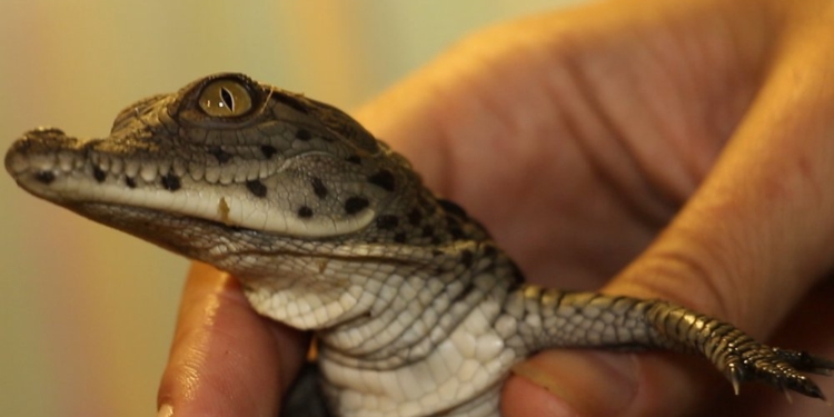В Харьковском зоопарке вылупились детеныши нильских крокодилов (ФОТО, ВИДЕО)