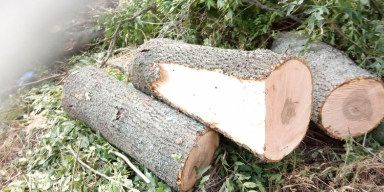 В Арбузинском районе разоблачили мужчин, которые незаконно вырубали ясени (ФОТО)