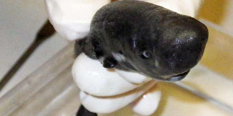 Ученые обнаружили новый вид светящихся акул (ВИДЕО)