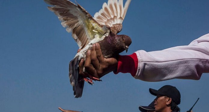 В Индонезии «гоночного» голубя продали за 100 тысяч долларов