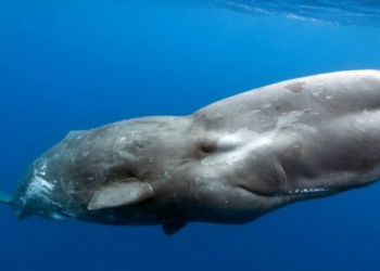 Таиландский рыбак разбогател на  случайно найденной глыбе рвотной массы кашалота