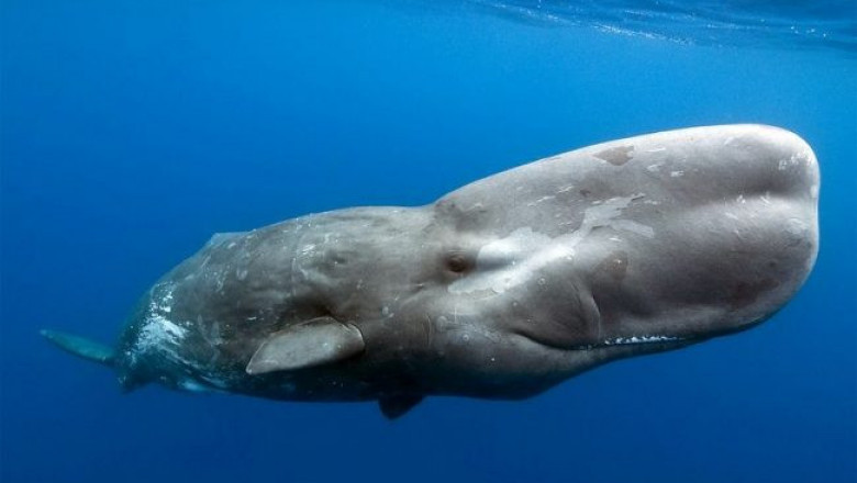 Кашалоты научились предупреждать друг друга о китобоях