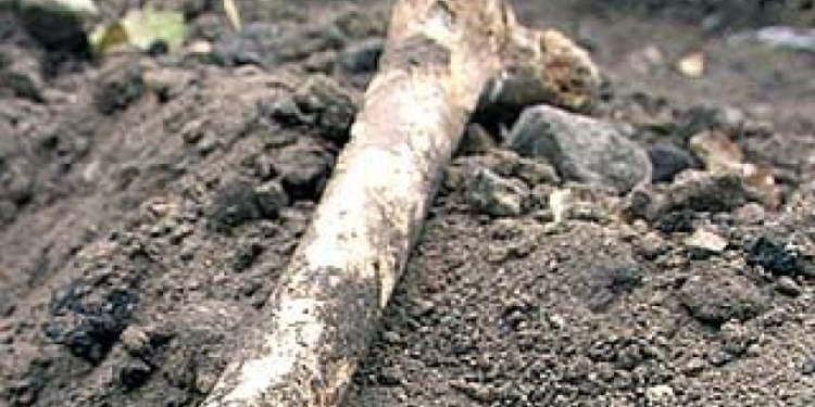 Вчера вечером на окраине Николаева нашли человеческие кости
