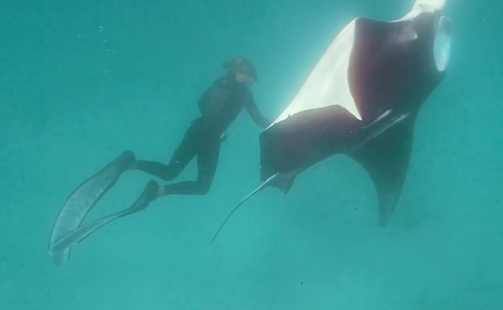 В Австралии раненый гигантский скат попросил помощи у людей (ВИДЕО)