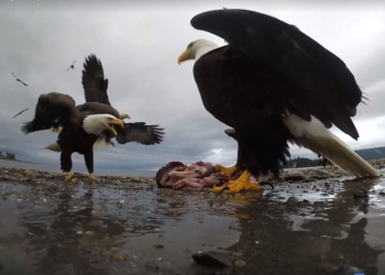 Орел украл камеру, оставленную натуралистом. Но она вернулась – с бесценными кадрами (ВИДЕО)