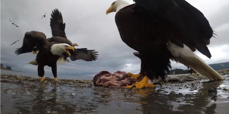 Орел украл камеру, оставленную натуралистом. Но она вернулась – с бесценными кадрами (ВИДЕО)